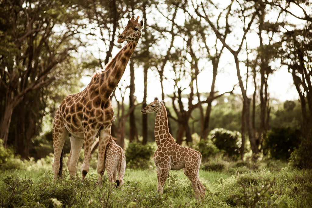 Giraffe Centre Kenya