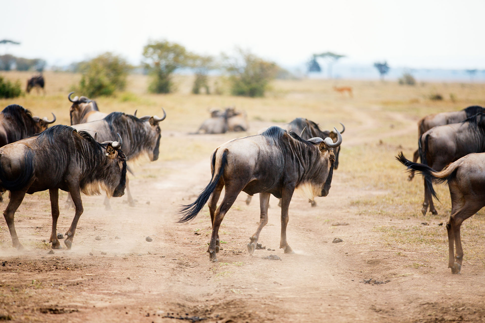a few wildebeest lying or walking on the dusty plains heading north