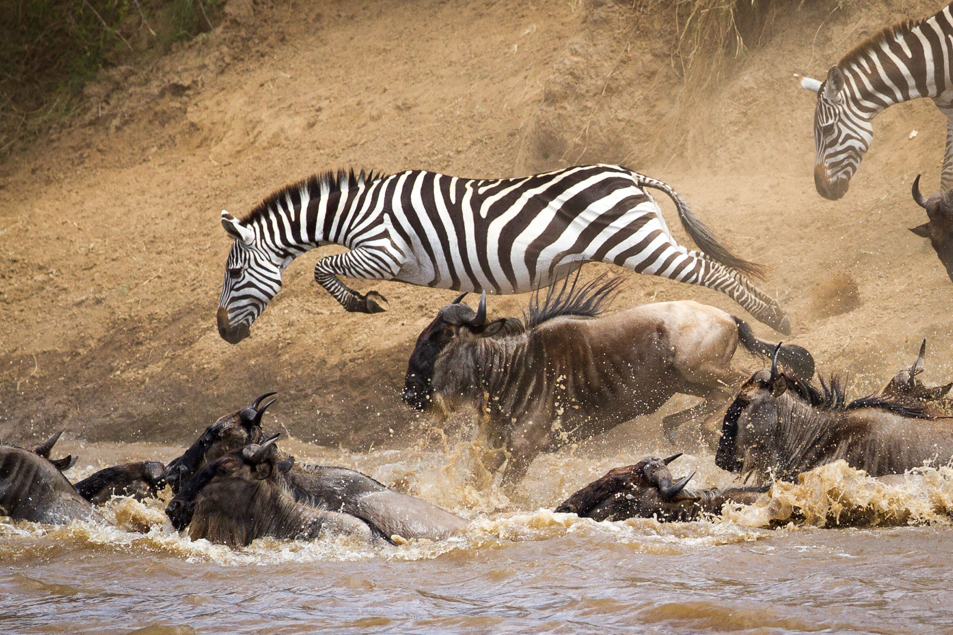 2 zebra and a few wildebeest crossing the river