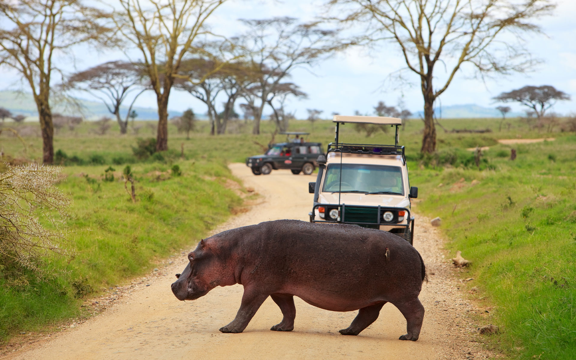 Hippo crosses dirt road in national park in Tanzania