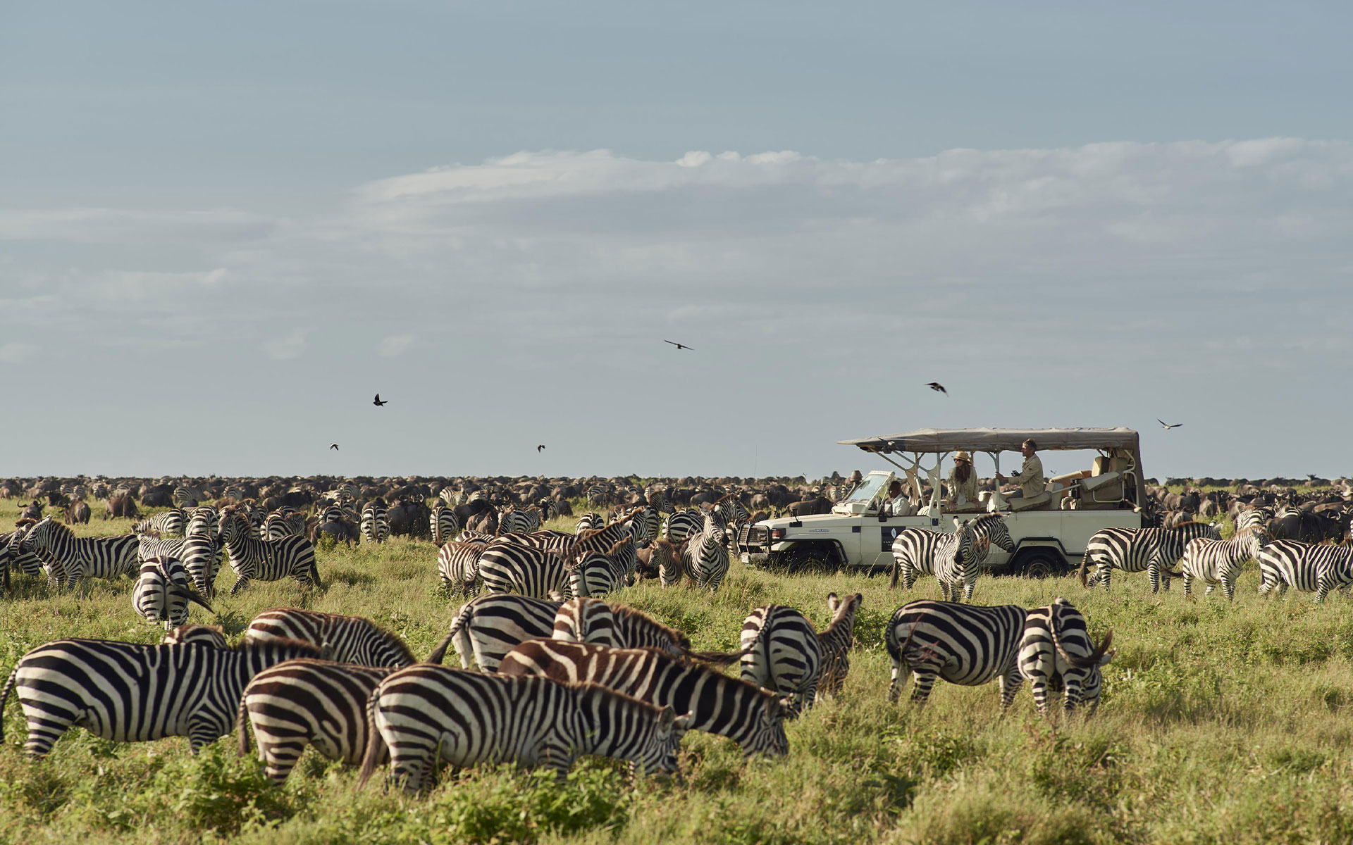Safari vehicle drives through herds of wildebeest in the Serengeti