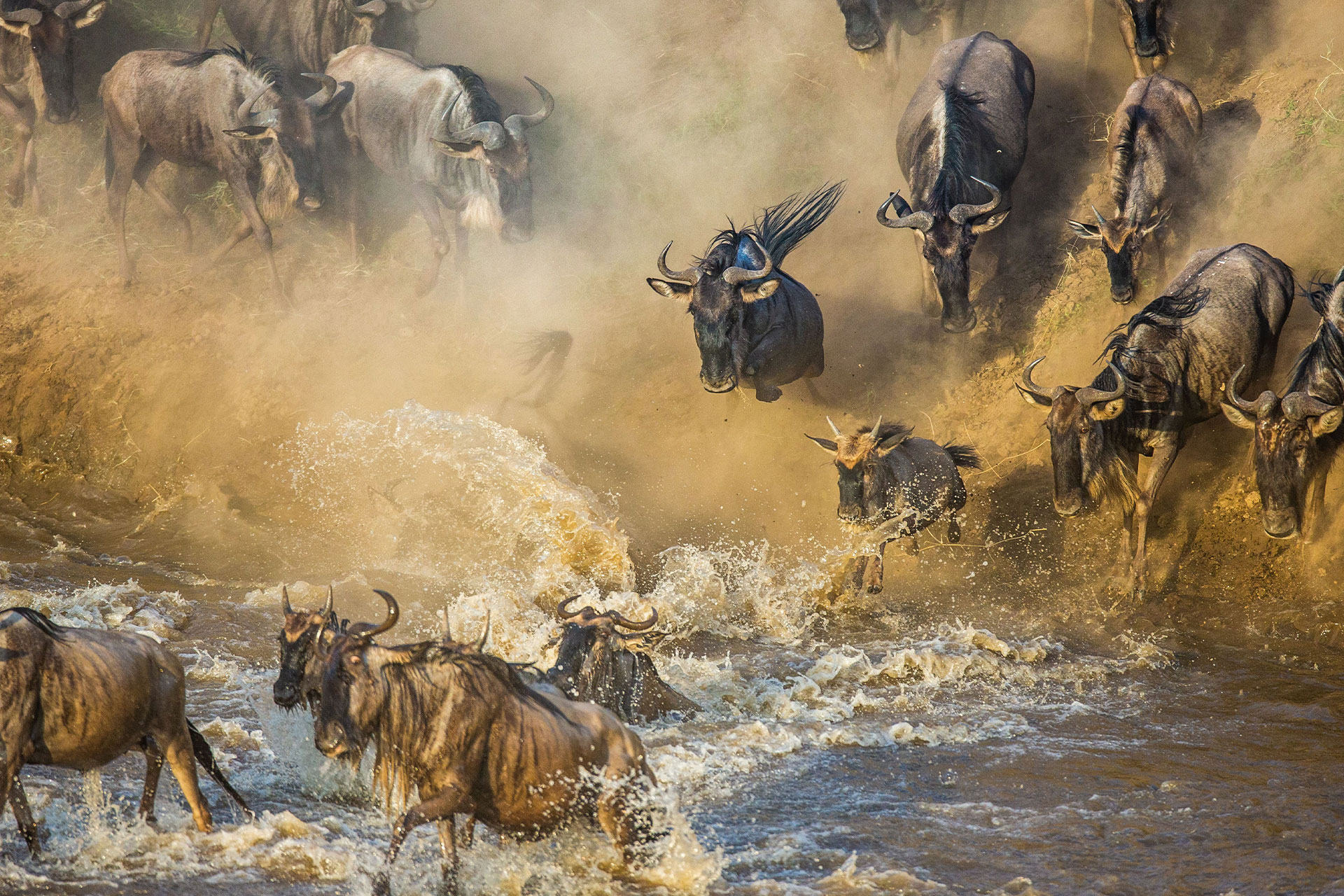 The famous Mara River crossing