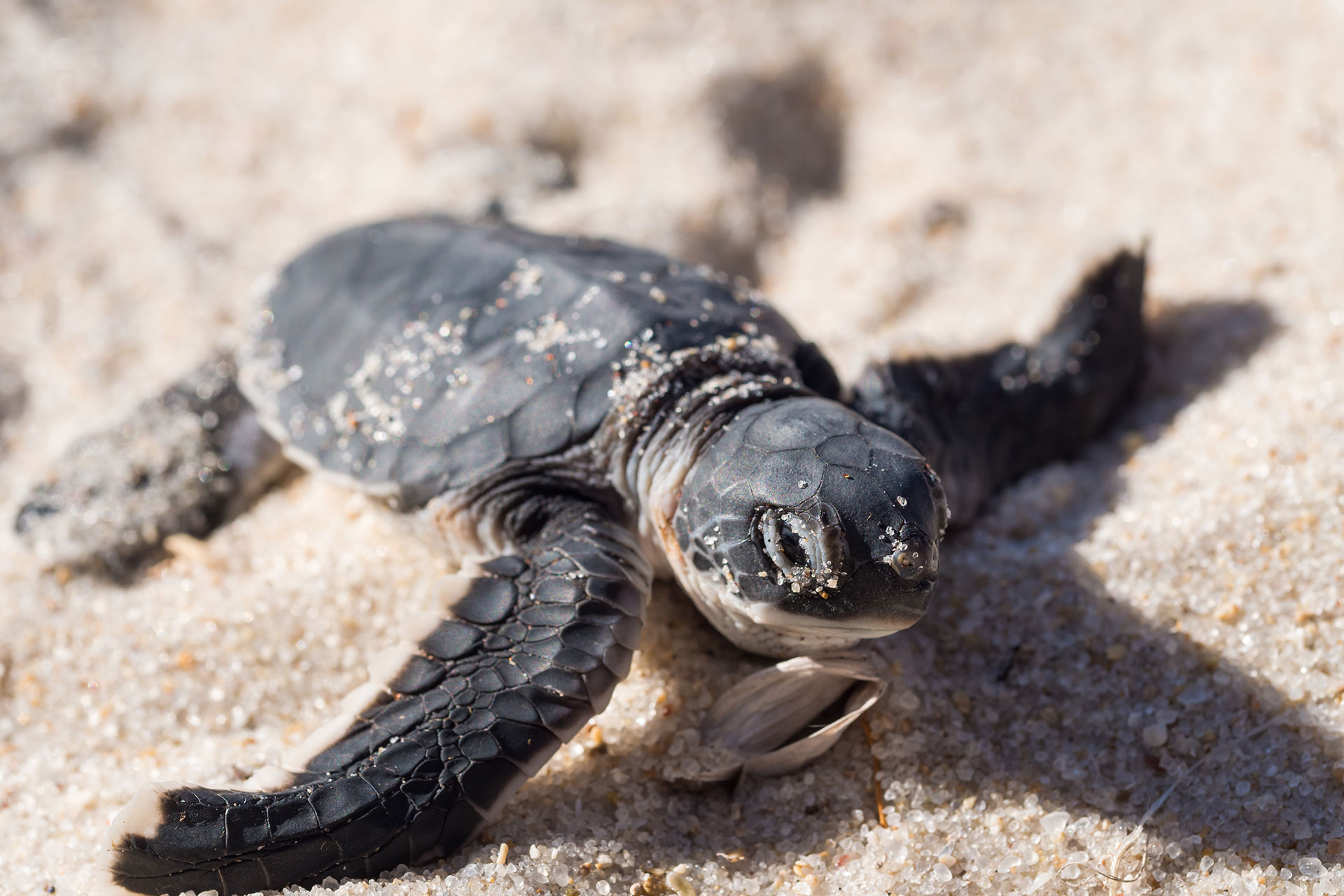 A newly hatched green sea turtle on the beach on Mafia Island, Tanzania.
