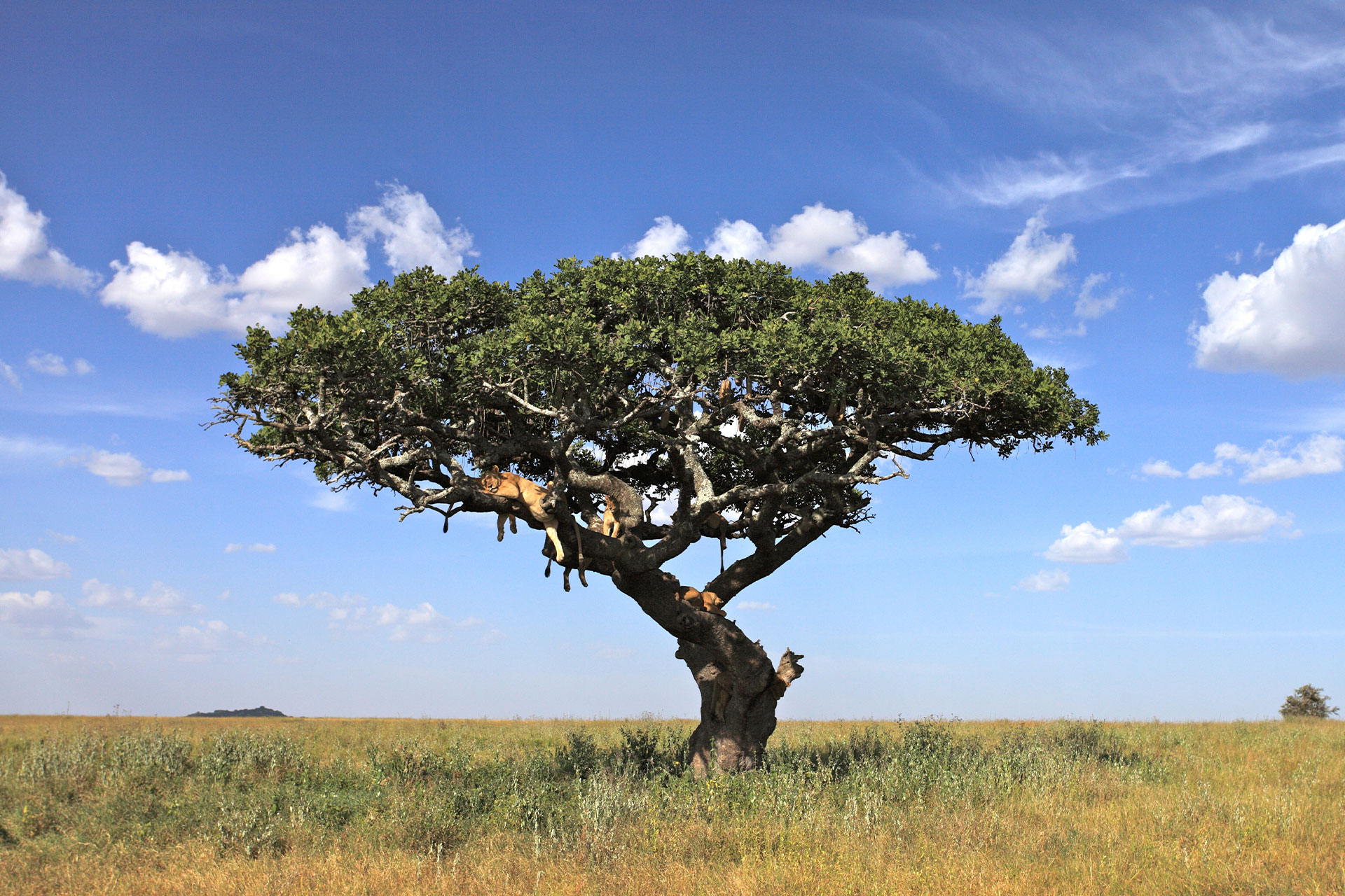 Lions spotted lying in a tree in the south of Tanzania.