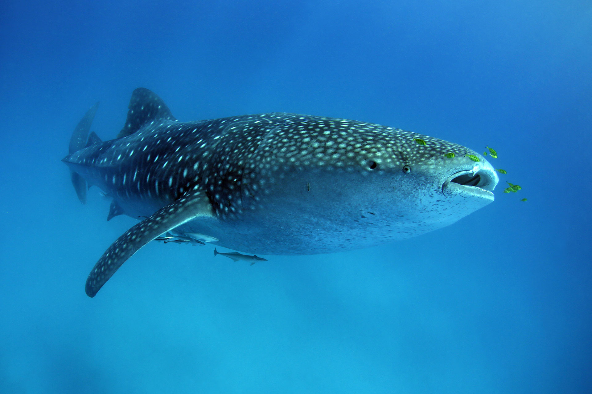 A whale shark under the water at Mafia Island