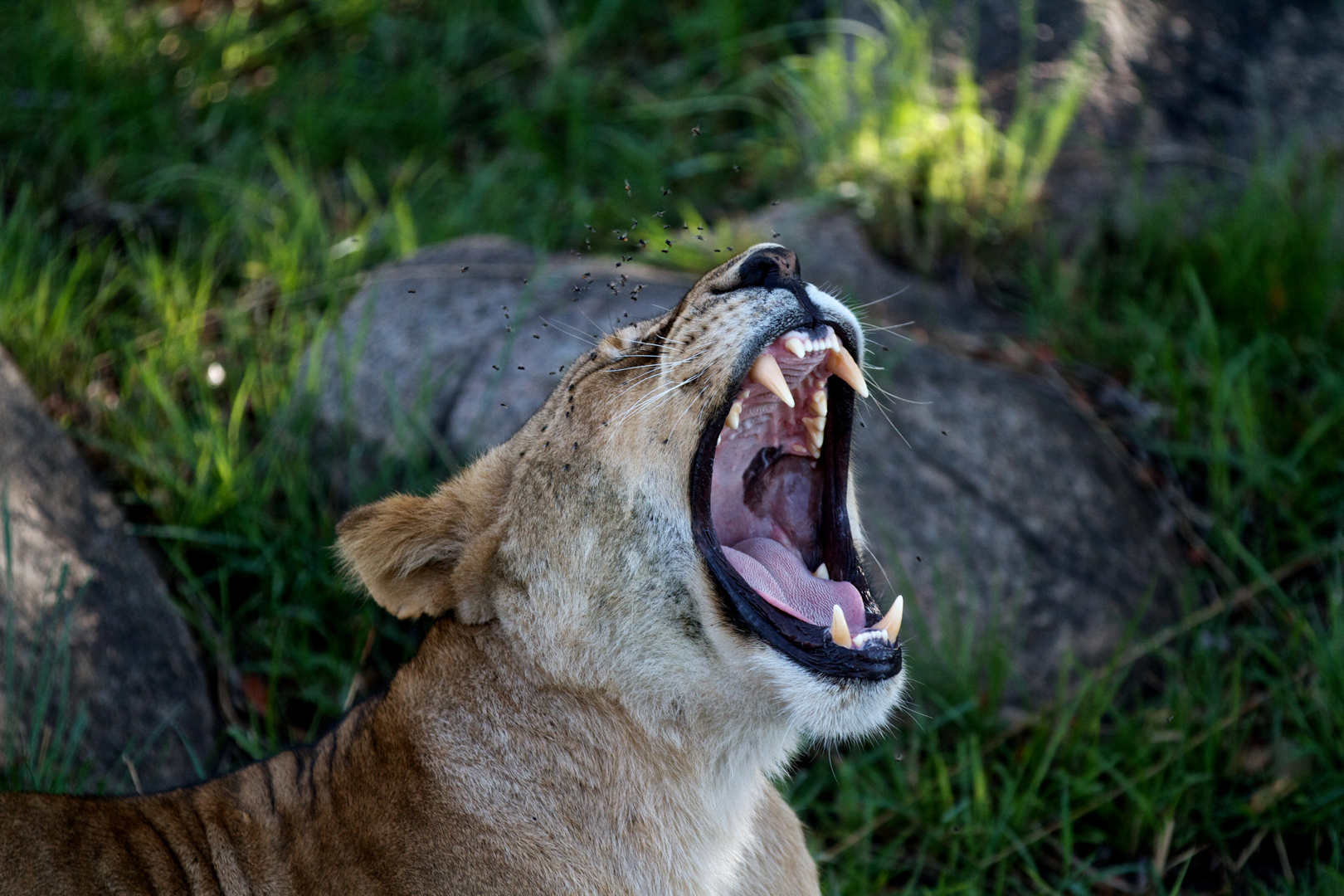 A lion spotted yawning on a game drive at Lemala Mpingo Ridge.