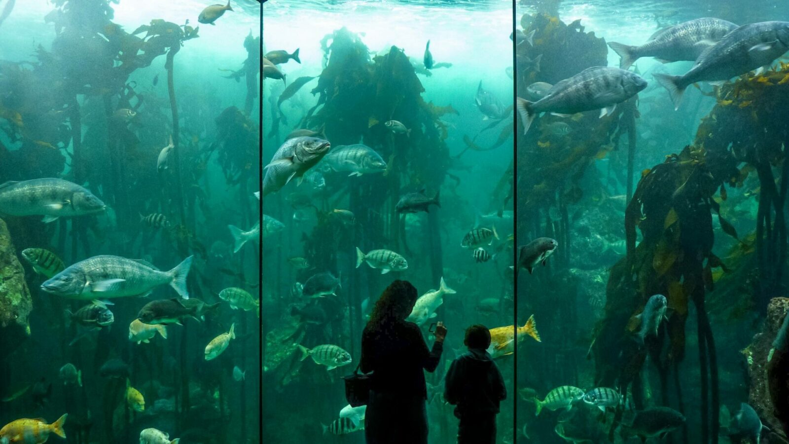 The Two Oceans Aquarium - one of the things to do in Cape Town with kids.