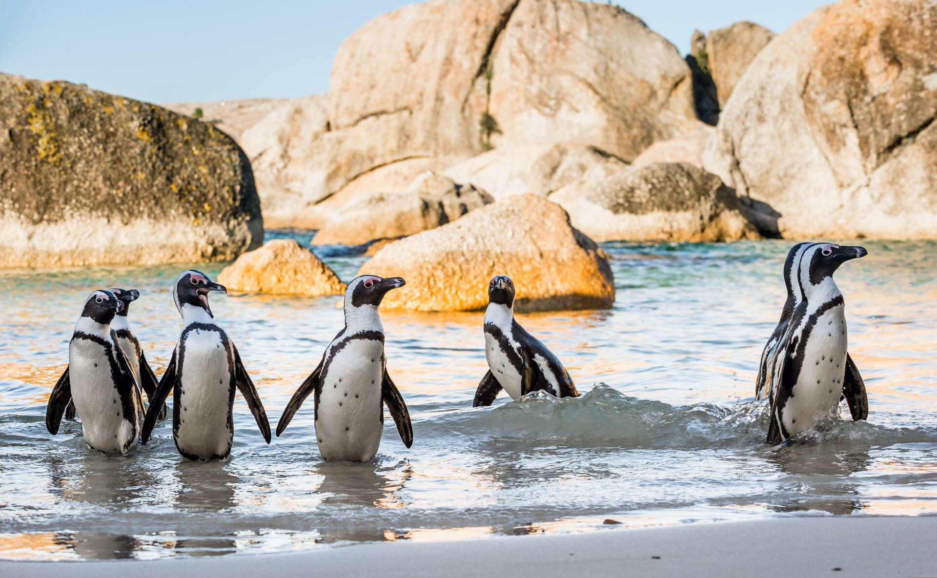 African penguins at Boulders Beach - one of the things to see and do in Cape Town with kids.