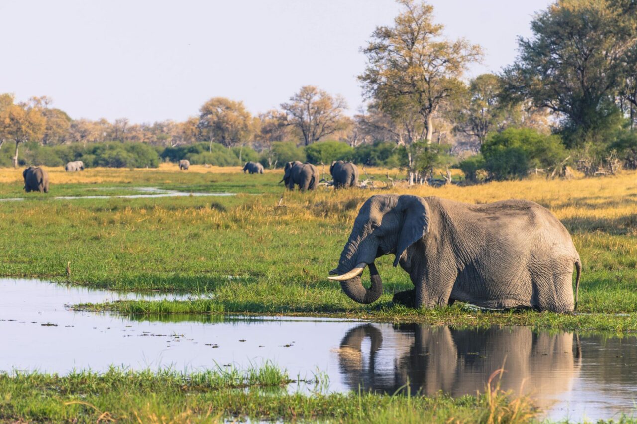 A herd of elephants wading through the floodplains of the Okavango Delta - a highlight of a Botswana Green Season safari.