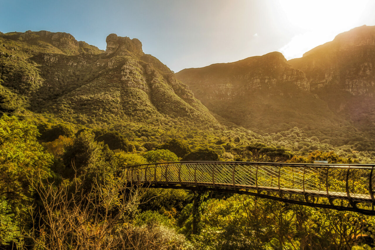 The Boomslang canopy walk at Kirstenbosch Botanical Gardens - one of the things to do in Cape Town with kids.
