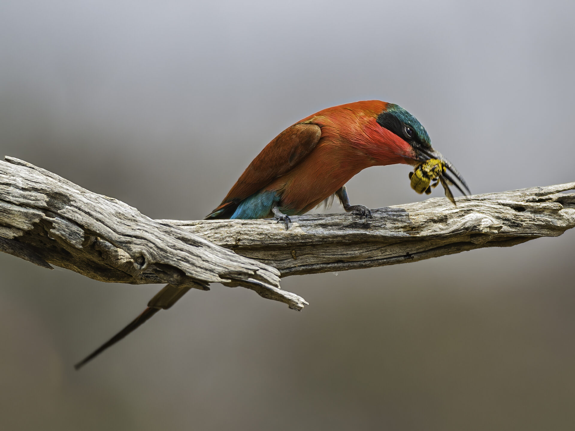 A Southern carmine bee-eater in Chobe National Park - a highlight of a Botswana Green Season safari.