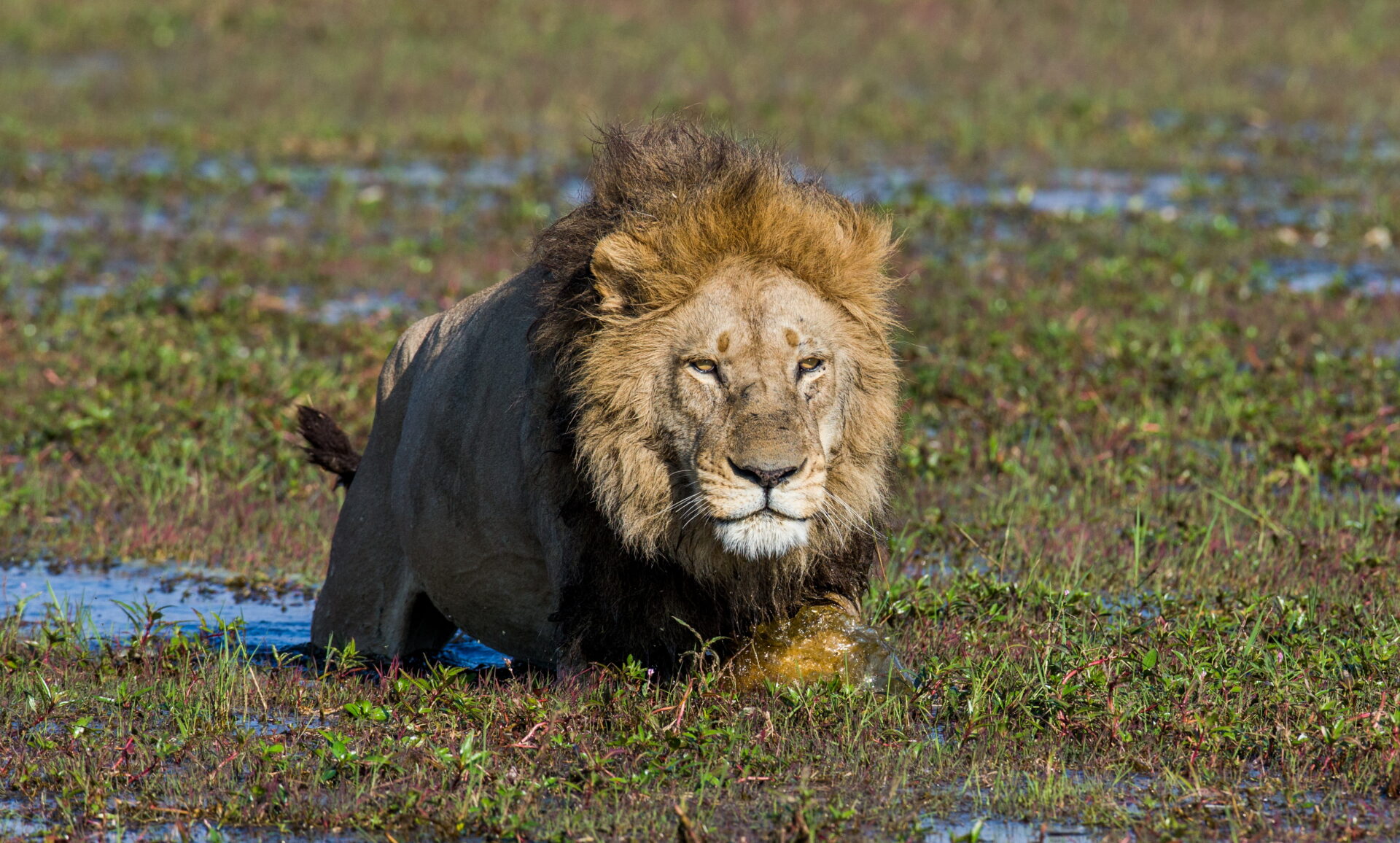 Witness heightened predator activity in Green Season - a highlight of a Botswana Green Season safari.