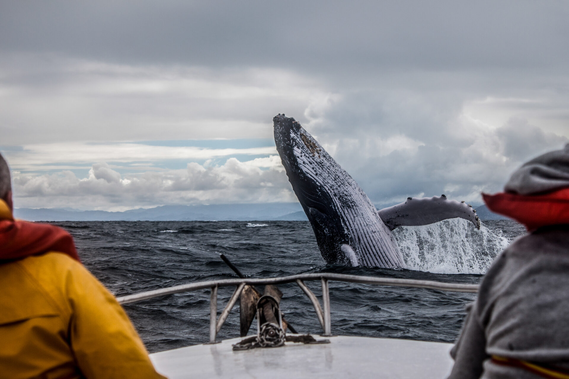 Whale watching by boat - a great option for whale watching in South Africa.