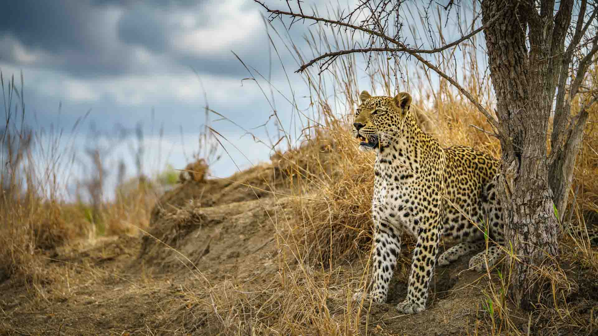 An leopard in the Kruger in South Africa