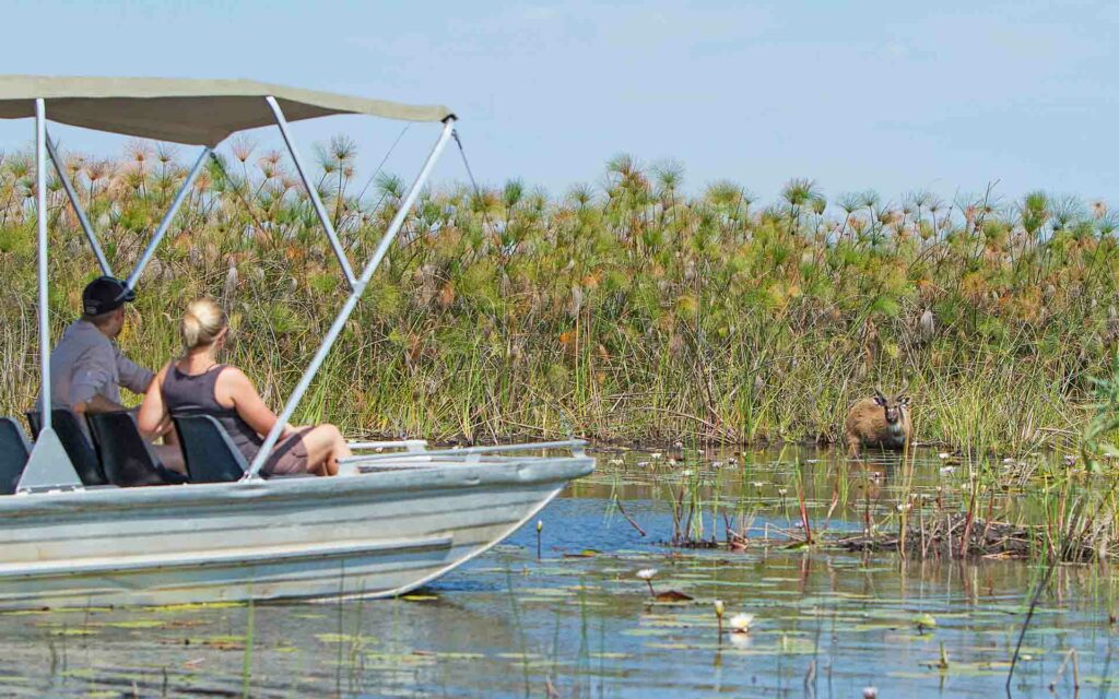 A couple viewing a sitatunga antelope from a boat.
