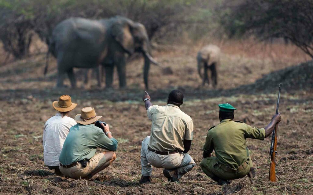People photographing elephants on foot at Nkwali Camp - a great destination for a photo safari in Africa.