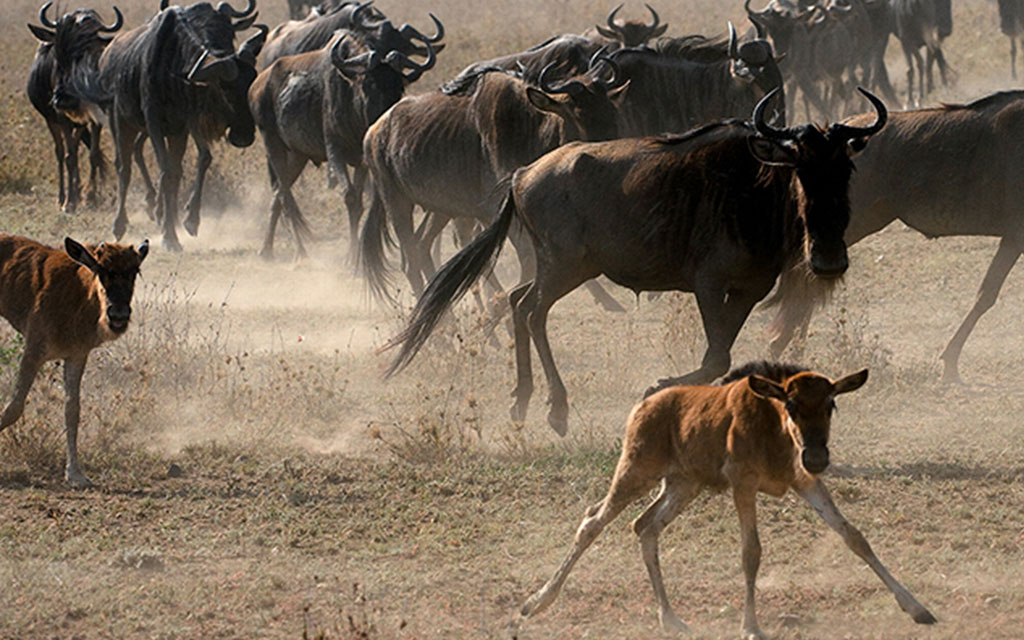 calving season in the Kenya travel tips guide