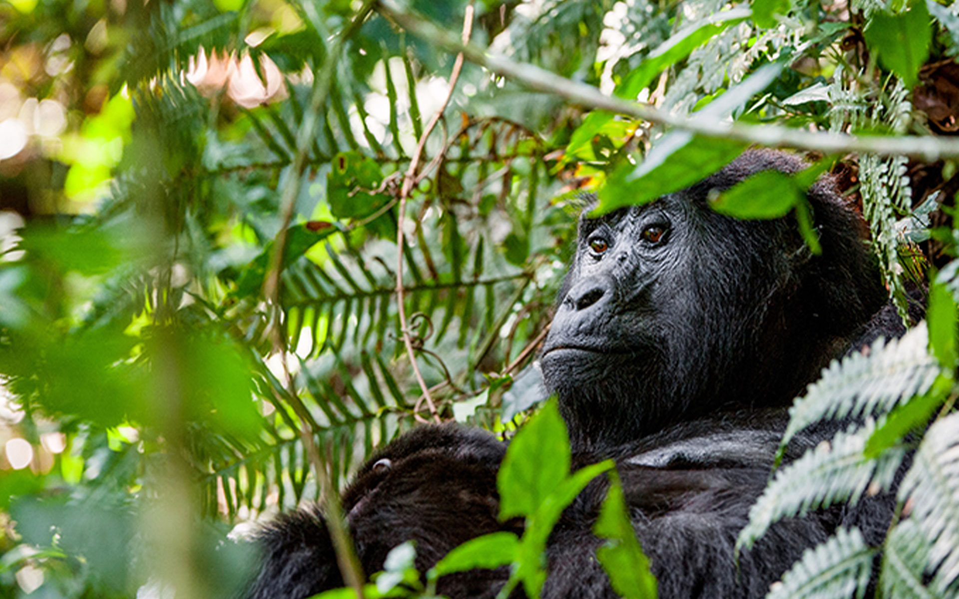 Gorilla sitting in the jungle in Rwanda