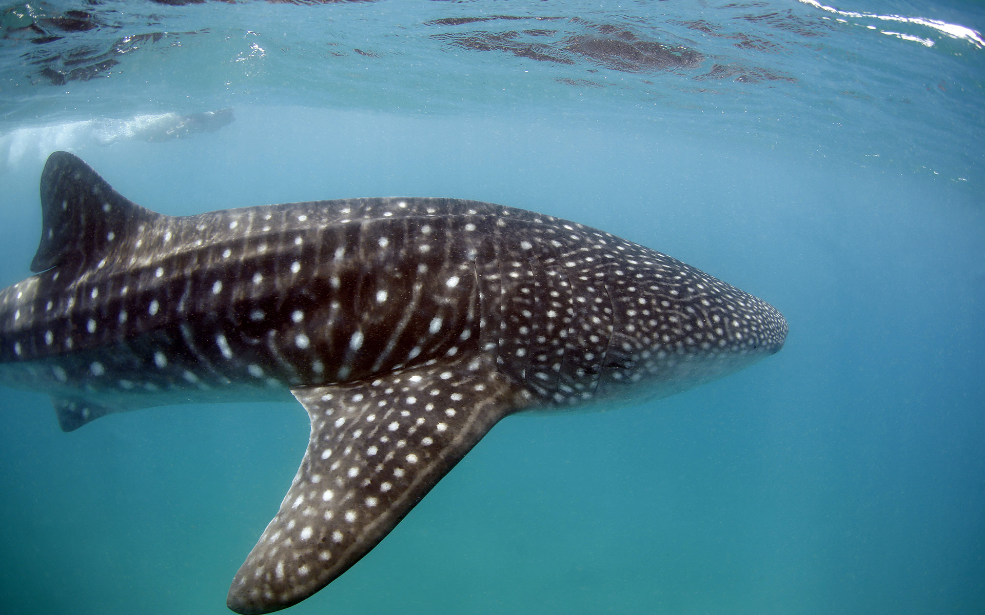 a whale shark swimming in the Indian Ocean