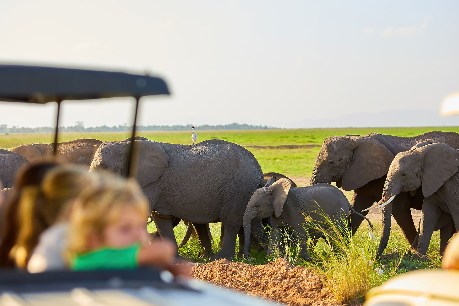 Young children on a game drive vehicle looking at elephants during sustainable safaris with Grand Africa Safaris