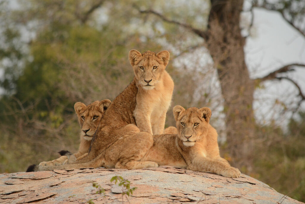 Lion cubs spotted while out on safari