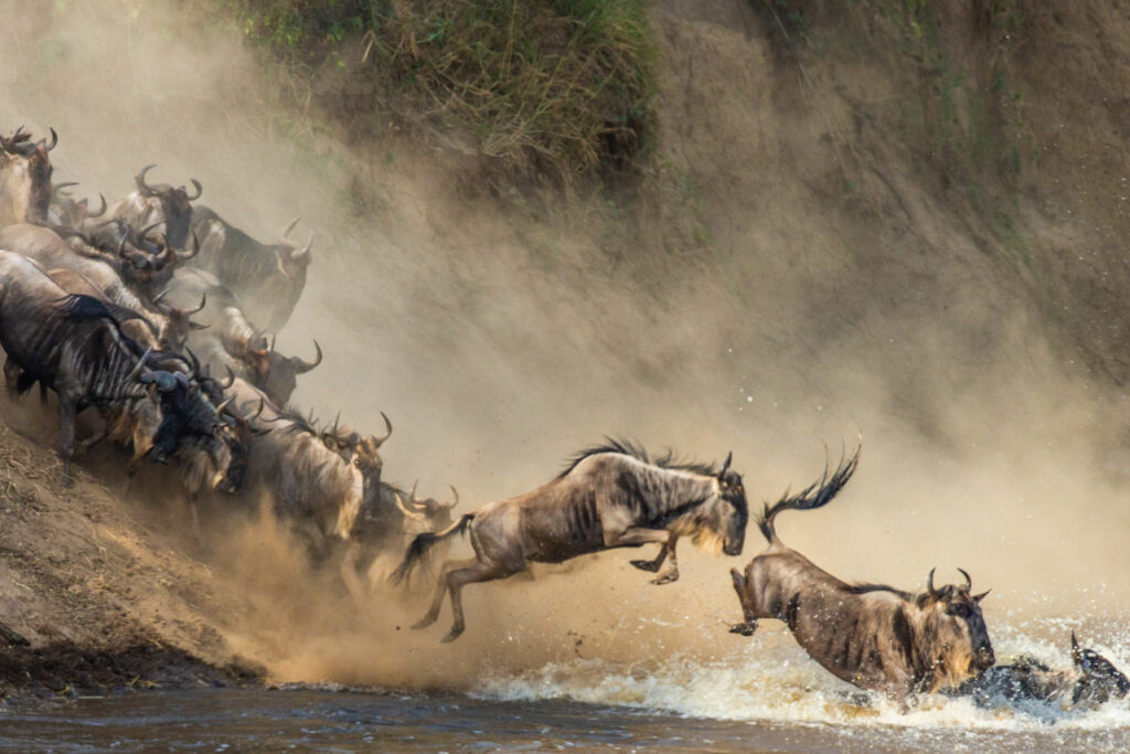 Wildebeest crossing a river in the Serengeti