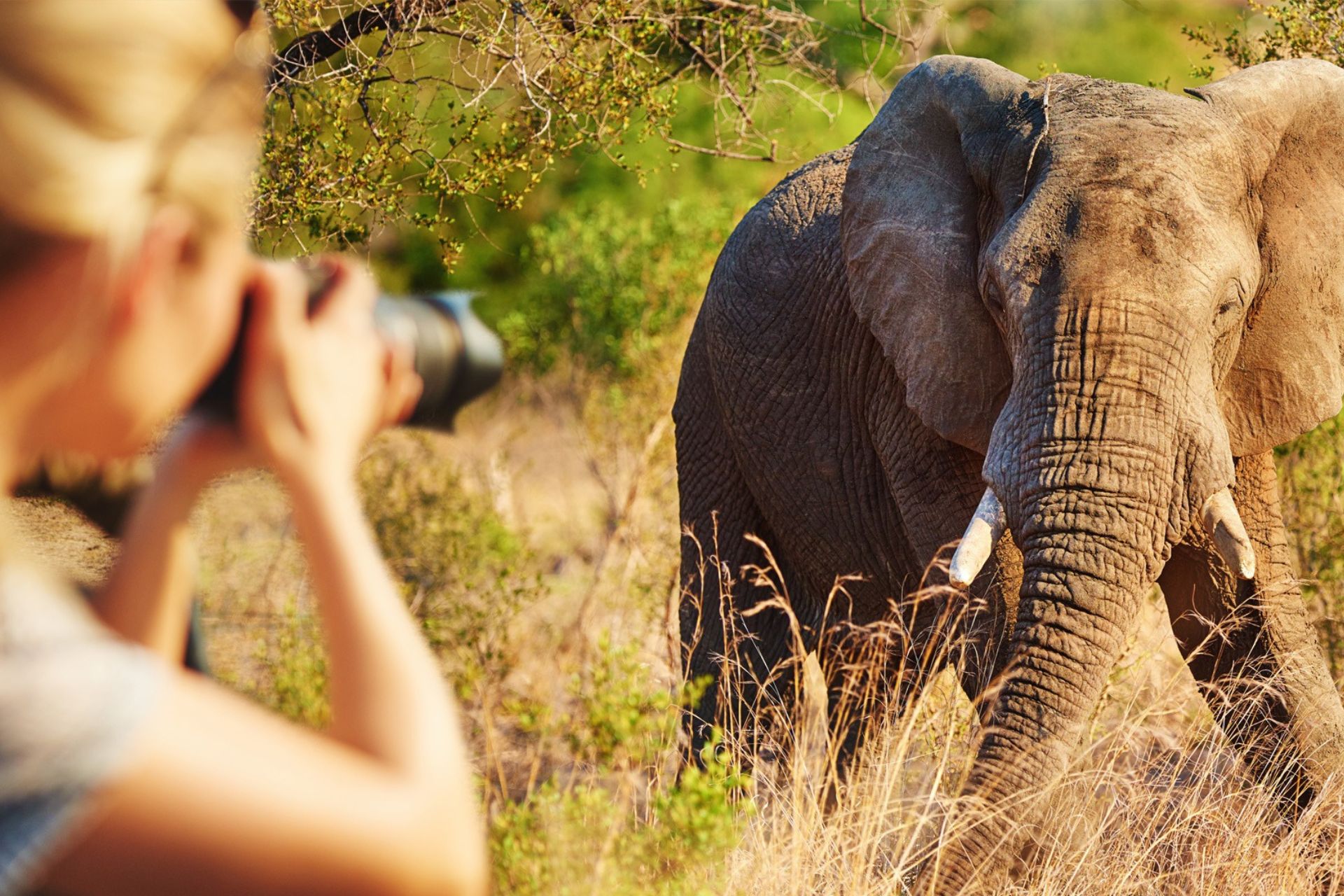 A photographer taking pictures of an elephant on a luxury African Safari trip