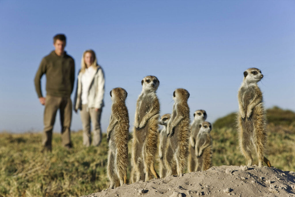 Guests on a Meerkat excursion at Jacks’ Camp with Grand Africa Safaris