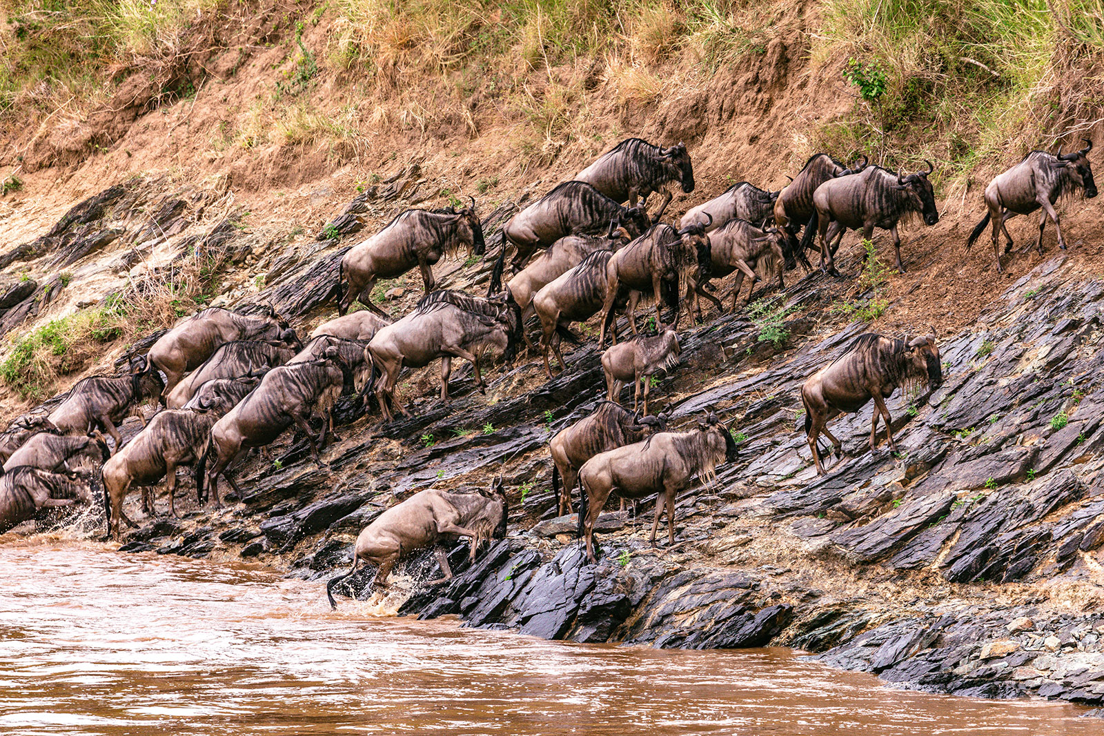 Wildebeest crossing a river