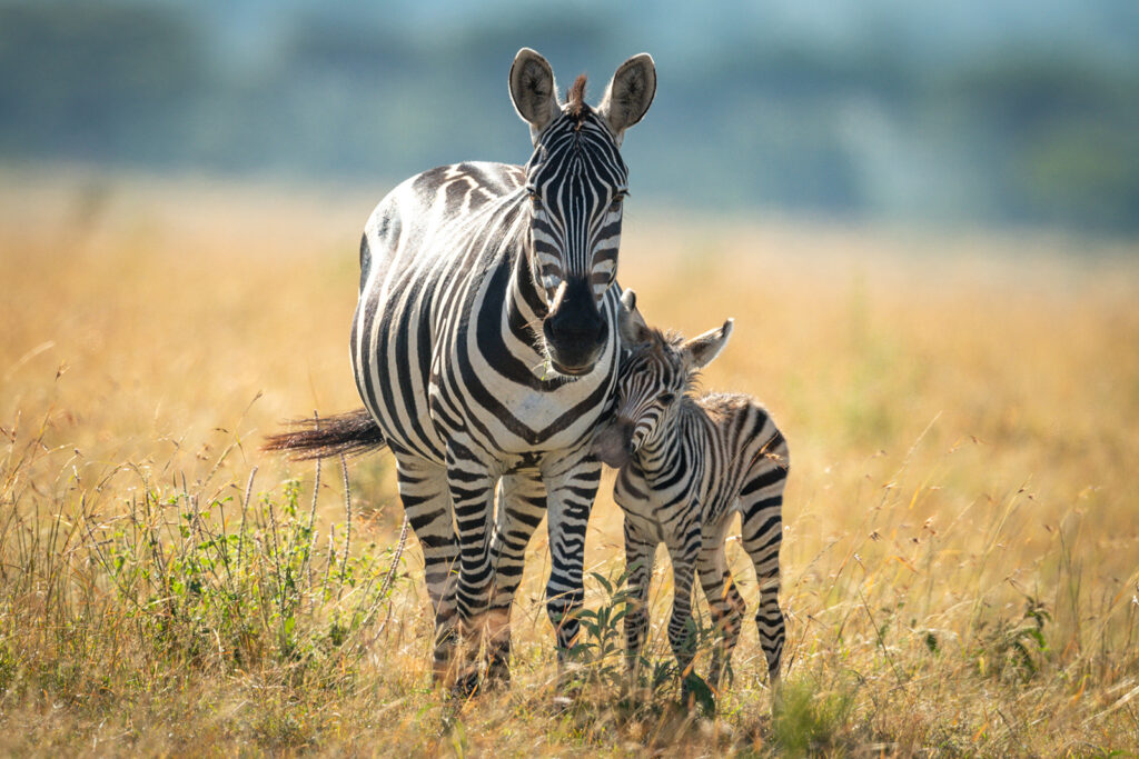 Zebras foal and mother